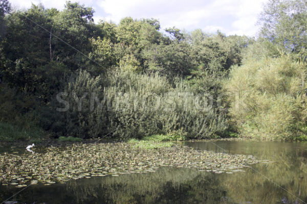 Reiher am Nordmarkteich - Fotos-Schmiede